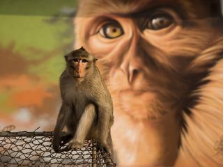 Wild Metropolis Grossstadtdschungel