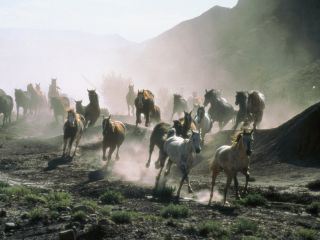 All die schoenen Pferde