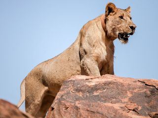 Die Wuestenloewen der Namib - Auf den Spuren der Koenige