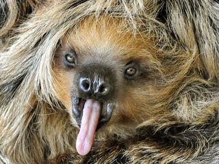 Giraffe, Erdmaennchen & Co.