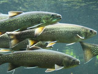 Frische Rezepte mit heimatlichem Fisch