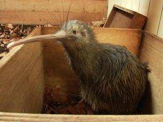 Giraffe, Erdmaennchen & Co.