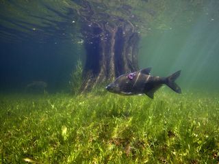 Aal und Co - Suesswasserwelten der Niederlande