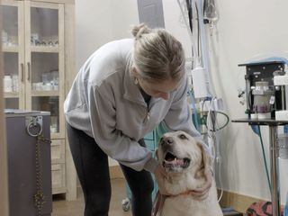 Die Yukon-Tieraerztin