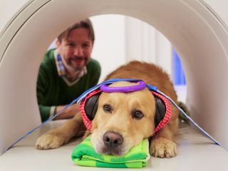 Koennen Hunde sprechen?