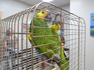 Heartland Docs - Die Tierarzt-Familie