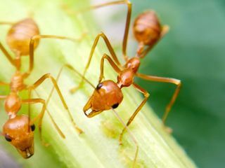 Die Superkraefte der Tiere