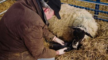 Clarksons farm