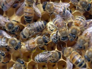 Die Bienenfluesterer