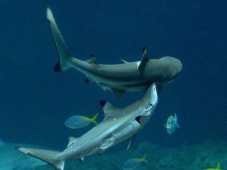 Leopard, Seebaer & Co.