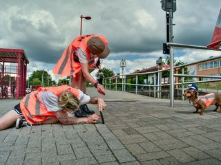 Die Nordreportage: Hund, Rabe, Fuchs - Tierische Filmstars