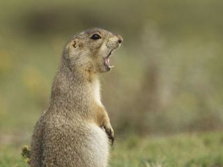 Elefant, Tiger & Co.