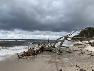 Die Ostsee, Sehnsuchtsort der Kraniche