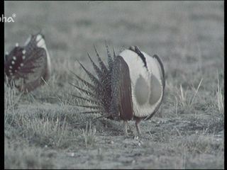 Kanadischer Fruehling