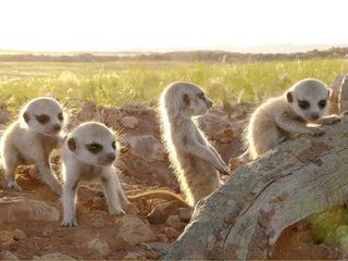 Erdmaennchen - Ein unschlagbares Team
