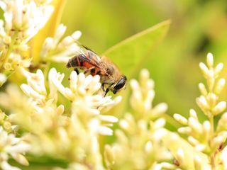 Landwirtschaft und Artenvielfalt