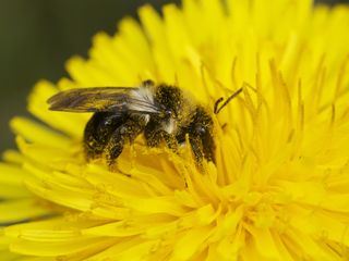 Mein Garten, reich an Bienen