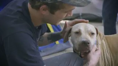 Pitbulls auf Bewaehrung