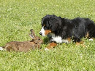 Loewenzaehnchen - Eine Schnueffelnase auf Entdeckungstour