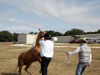Der XXL-Ostfriese - Unterwegs mit Knochenbrecher Tamme Hanken Der XXL-Ostfriese - Unterwegs mit Knochenbrecher Tamme Hanken
