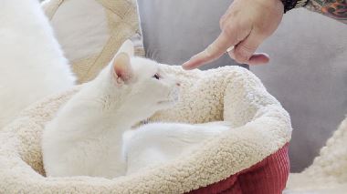 Der Katzenfluesterer Der Katzenfluesterer