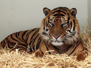 Giraffe, Erdmaennchen & Co.