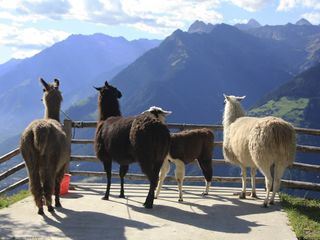 Die Alpen - Das hohe Herz Europas