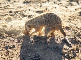 Die Superkraefte der Tiere
