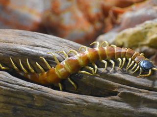 Little Giants - Kleine Tiere ganz gross