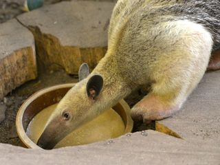 Panda, Gorilla & Co.