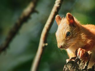 Die verrueckte Welt der Hoernchen