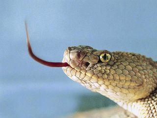 Die Schoenheit der Schlangen