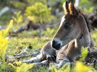 Wald der wilden Ponys Wald der wilden Ponys