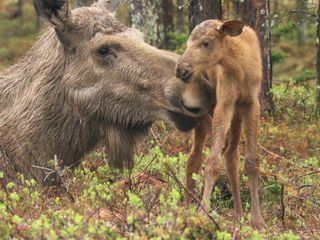 Expeditionen ins Tierreich