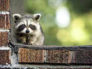 Animal Mysteries - Unglaubliches Tierverhalten