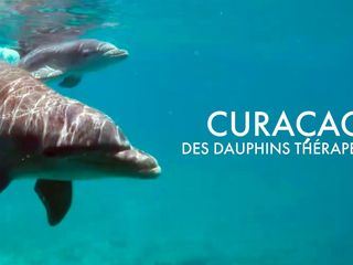 Curaçao: Die sanften Delfine