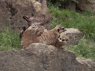 Giraffe, Erdmaennchen & Co.