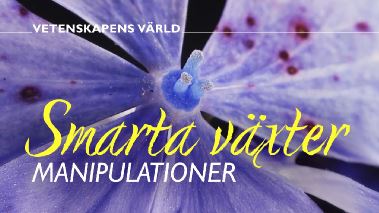 Vetenskapens vaerld: De smarta vaexterna