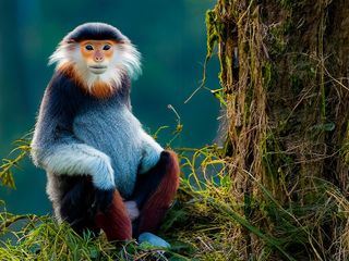 Vietnam, Bruecken bauen fuer bedrohte Affen