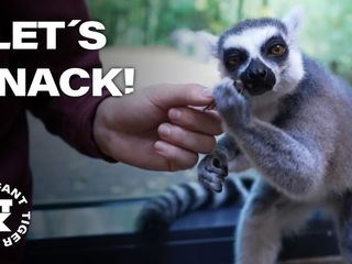 Elefant, Tiger & Kids: Zoo-Praktikum Backstage