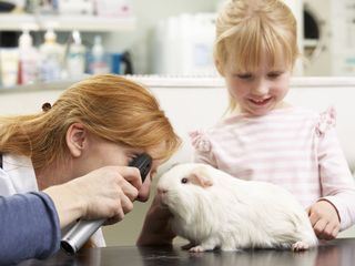 Tierisch teuer - Was hinter den hohen Tierarztkosten steckt
