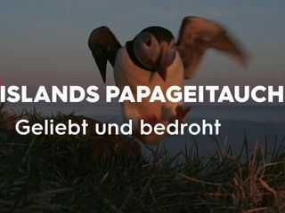 Islands Papageitaucher - Geliebt und gefaehrdet