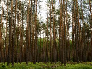 Cose di questo mondo