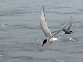 Die Nordfriesischen Inseln - Im Griff der Naturgewalten