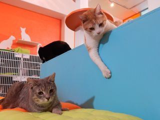 Der Katzenfluesterer