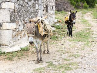 Montenegro: Der Eselretter