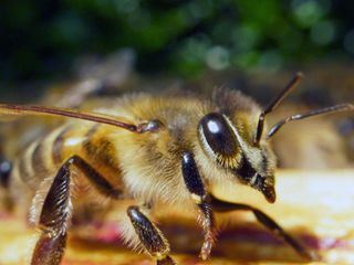 Paris, Hauptstadt der Bienen