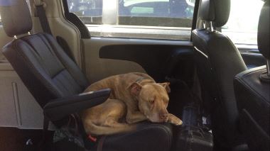 Pitbulls auf Bewaehrung