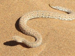 Die Wuestenpferde Namibias