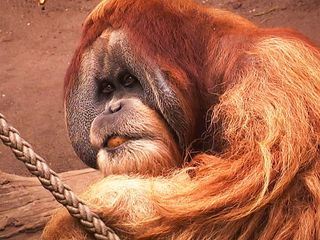 Elefant, Tiger & Co.